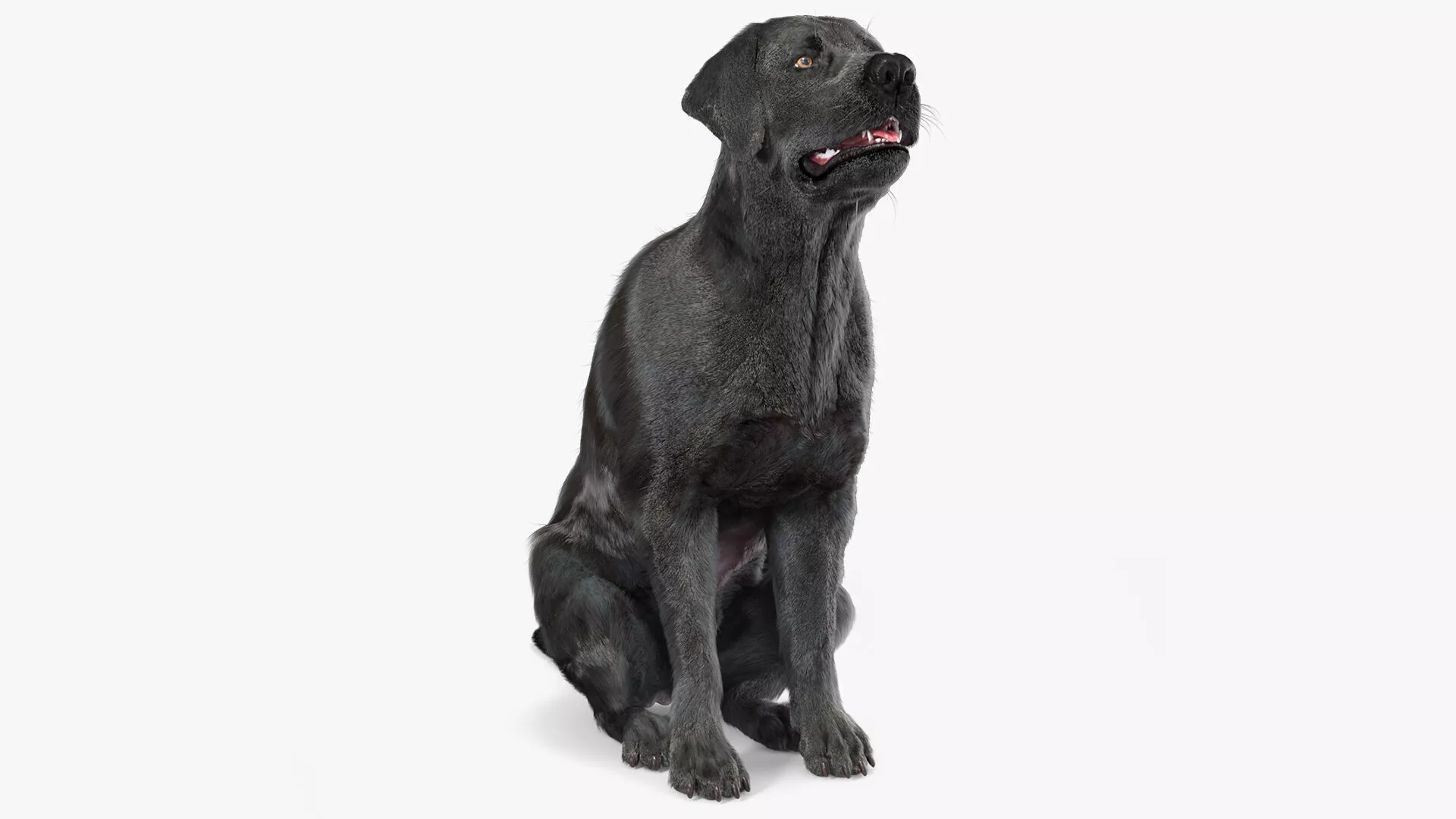 Black Begging Labrador Dog Fur Animated Rigged 3D model