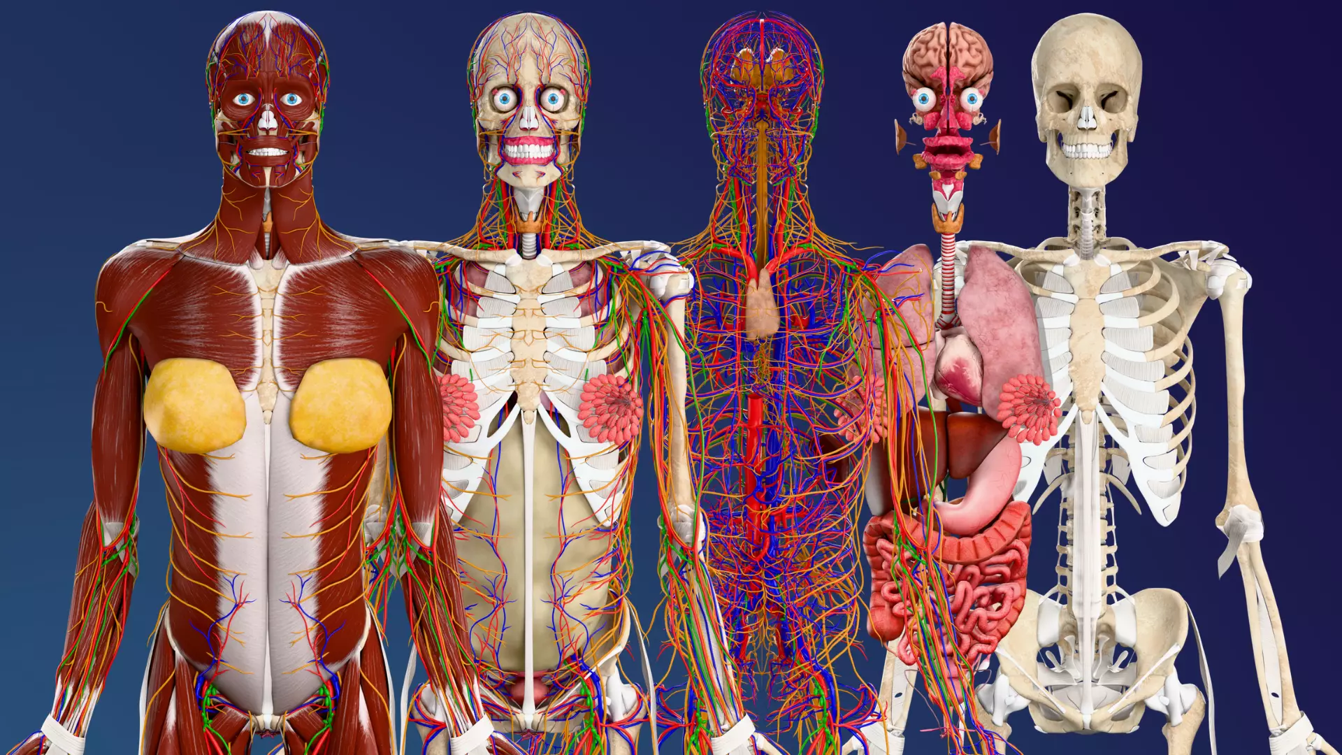 Complete Female Anatomy All Body Systems and Skeletal System 3D model