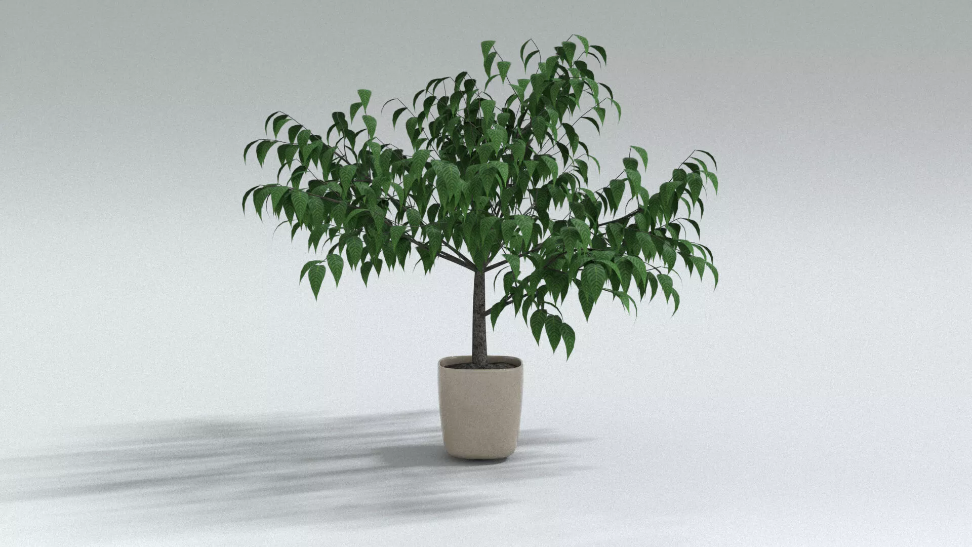 laos Aesculus turbinata 3D model