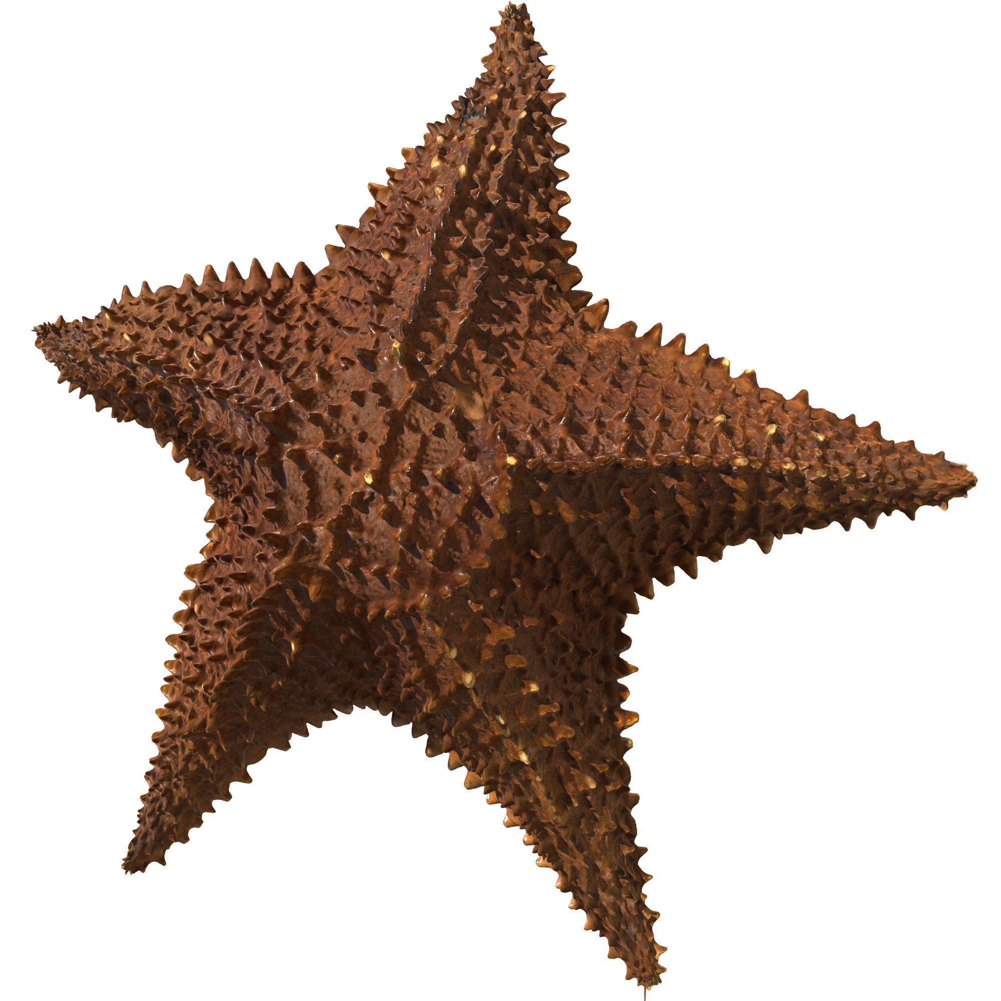 Sea Set starfish 3D model_4