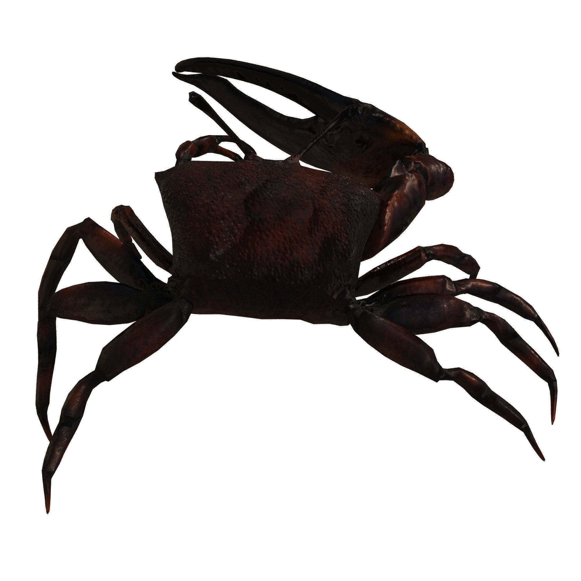 Sea Set starfish 3D model_21