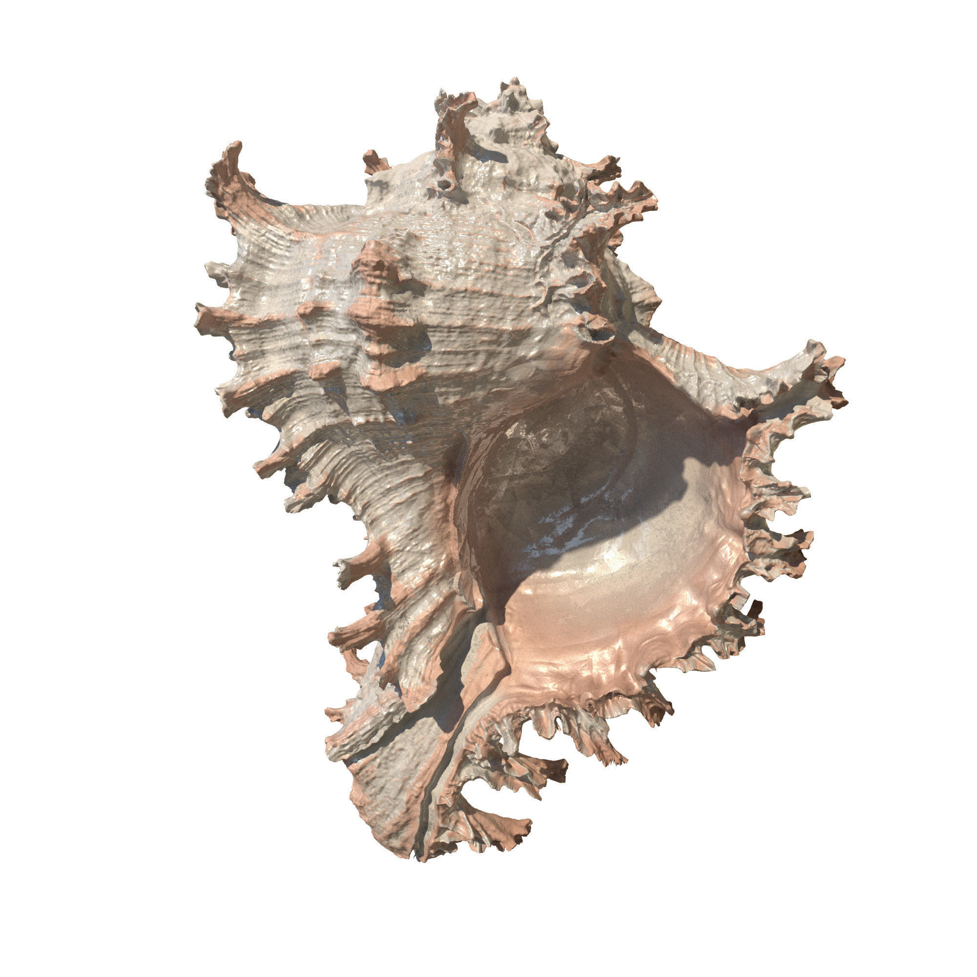 Sea Set starfish 3D model_10