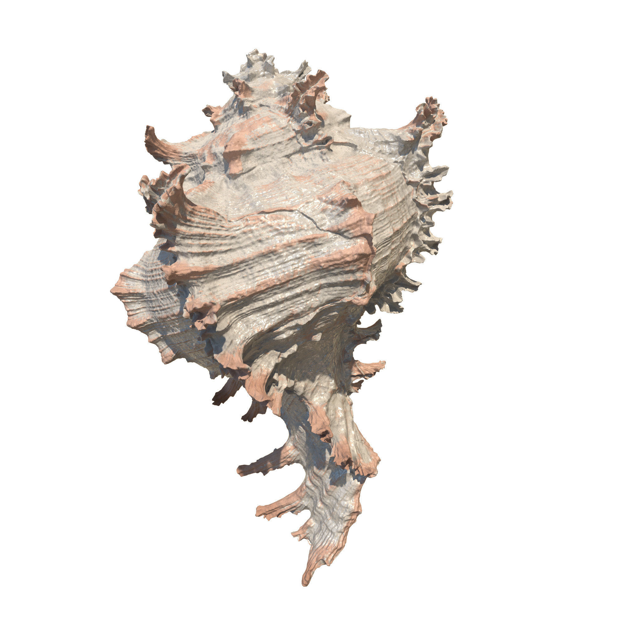 Sea Set starfish 3D model_12