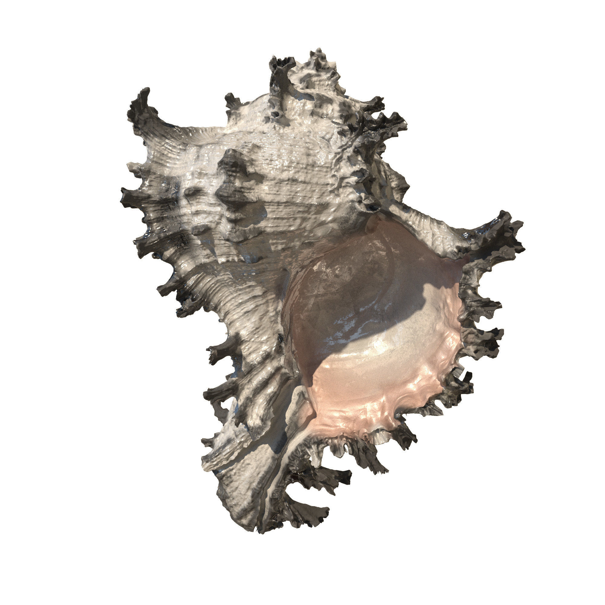 Sea Set starfish 3D model_11