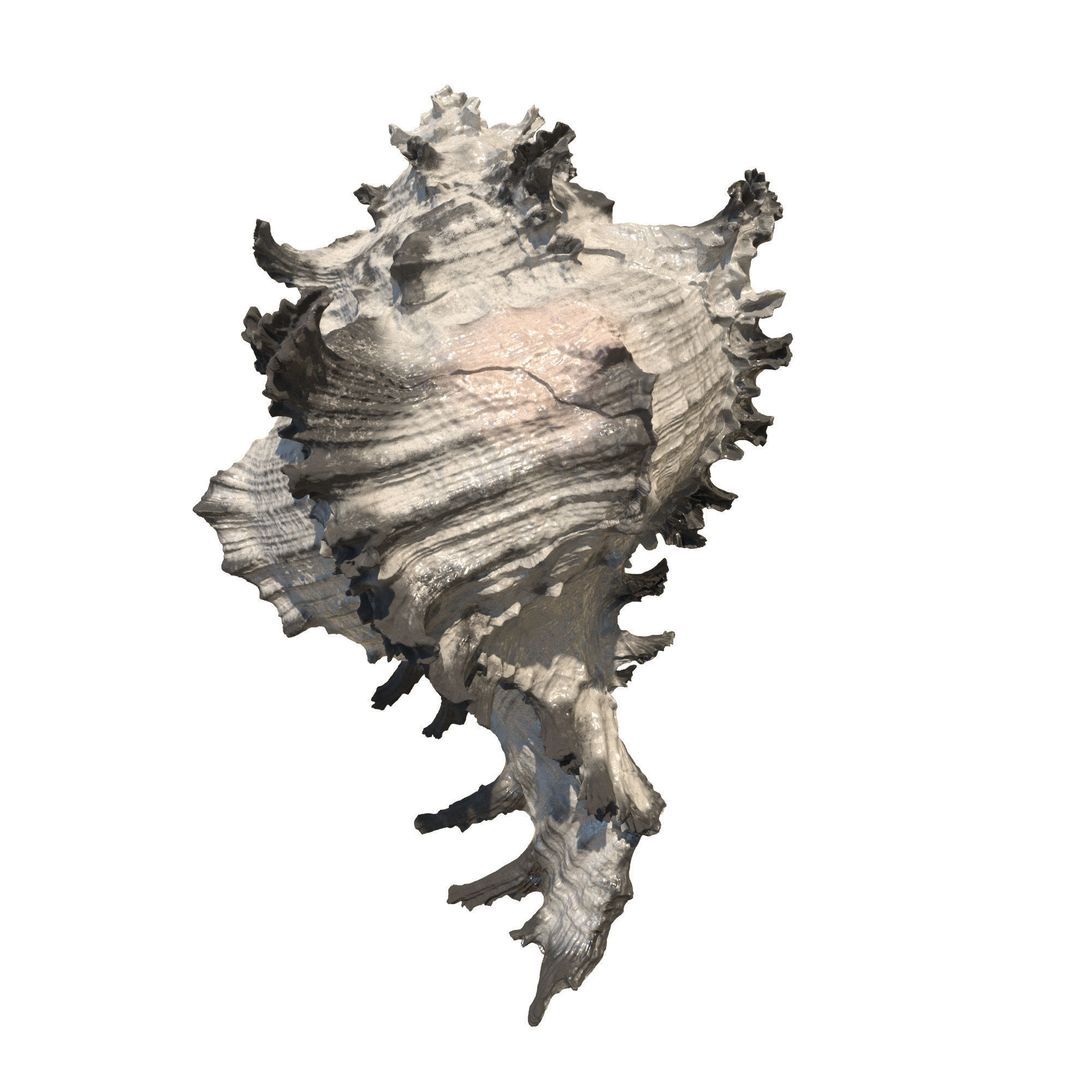 Sea Set starfish 3D model_13