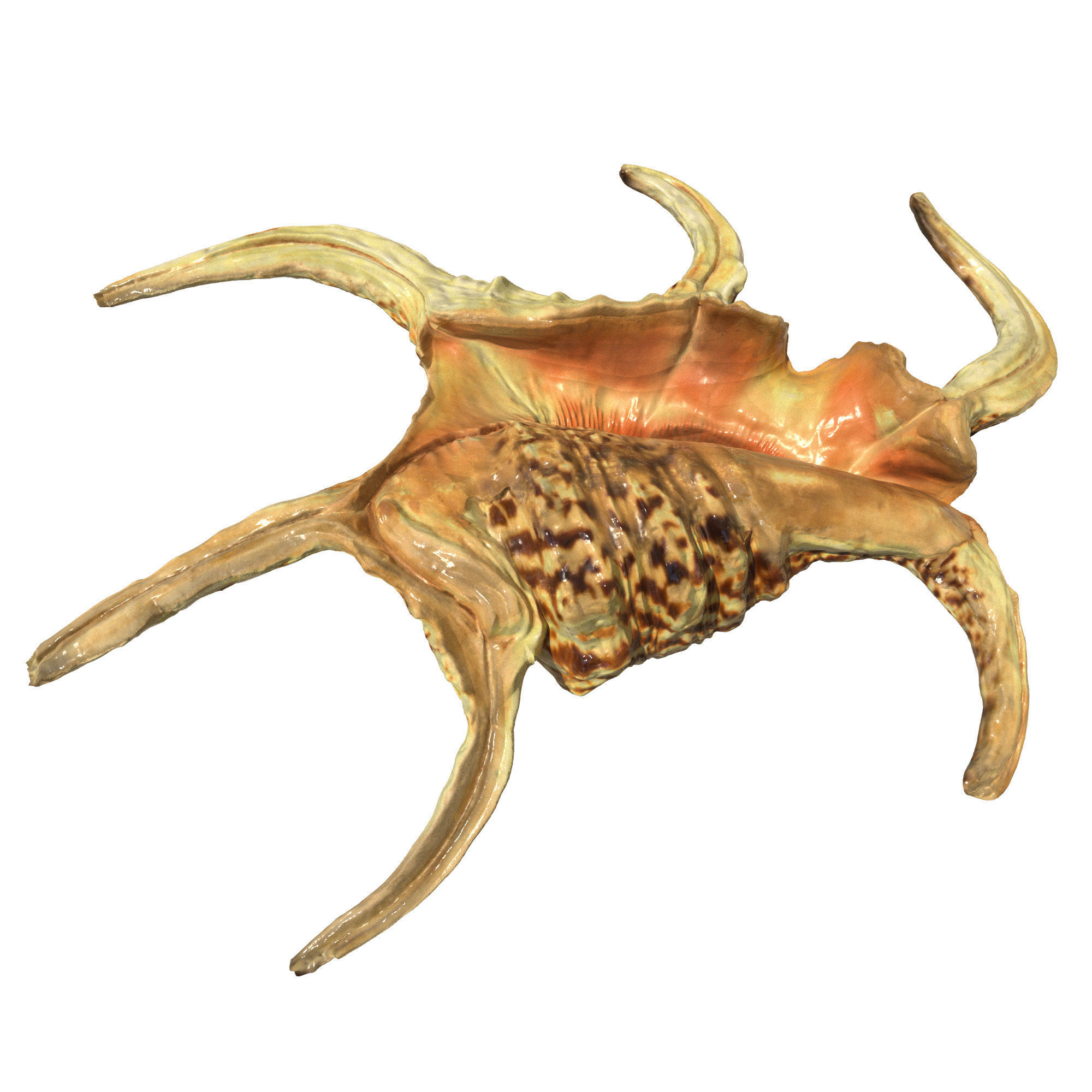 Sea Set starfish 3D model_6