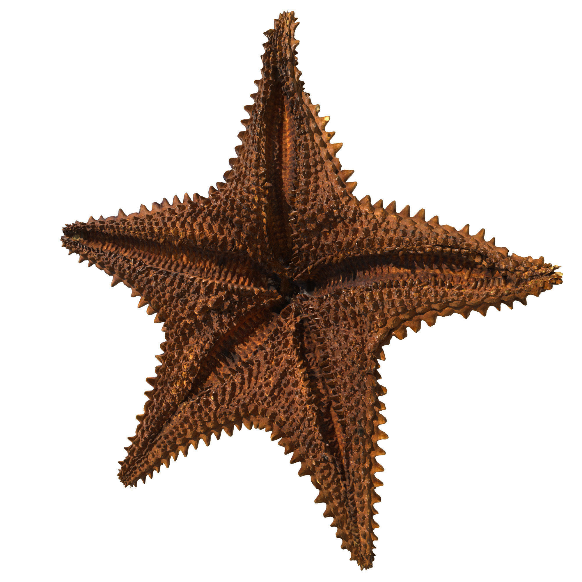 Sea Set starfish 3D model_2