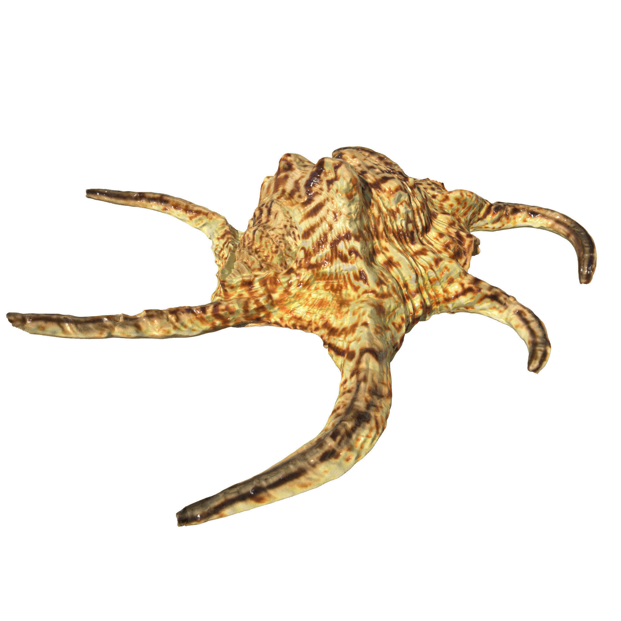 Sea Set starfish 3D model_8