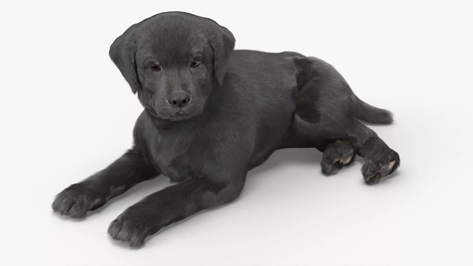 Labrador Retriever Puppy Black Lying Down Fur for Maya 3D model