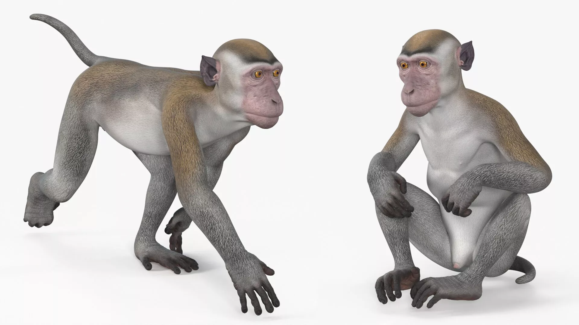 Rhesus Macaque Monkey Gray Rigged 3D model
