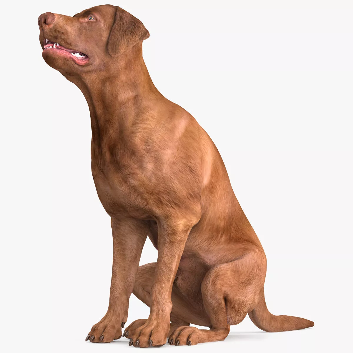Brown Labrador Dog Begging Pose Animated Rigged 3D model