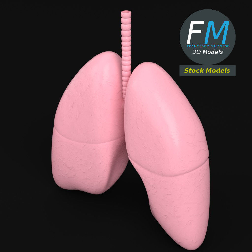 Anatomy - Human lungs 3D model_2