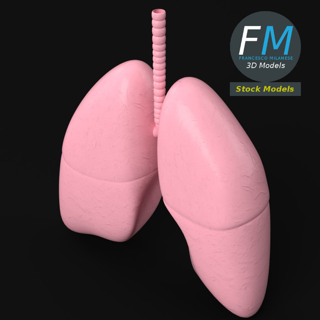 Anatomy - Human lungs 3D model_5