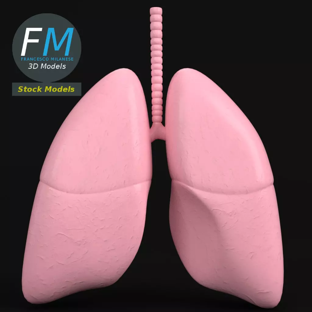 Anatomy - Human lungs 3D model_0