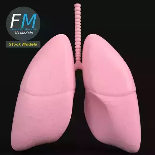 Anatomy - Human lungs 3D model