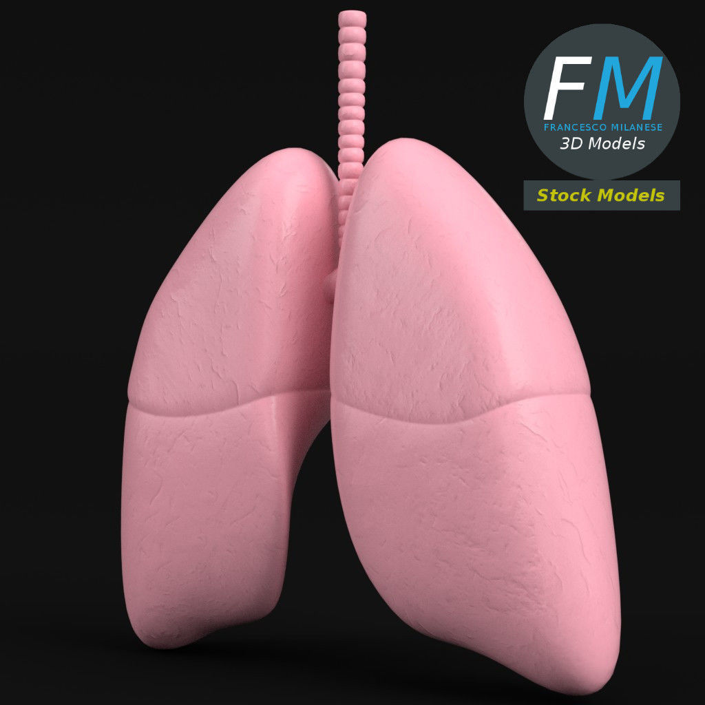 Anatomy - Human lungs 3D model_4