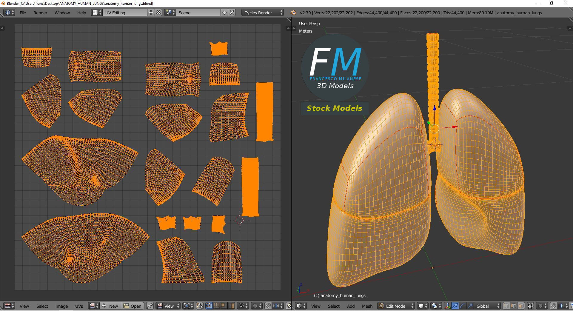 Anatomy - Human lungs 3D model_10