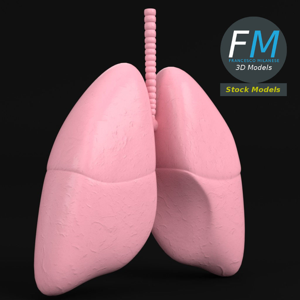 Anatomy - Human lungs 3D model_3