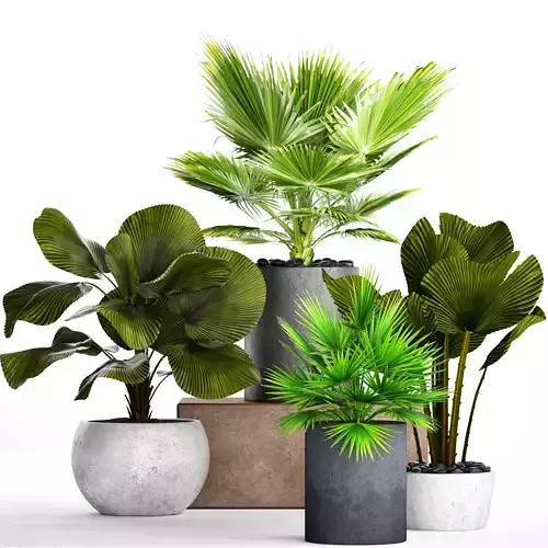 Collection palms pots