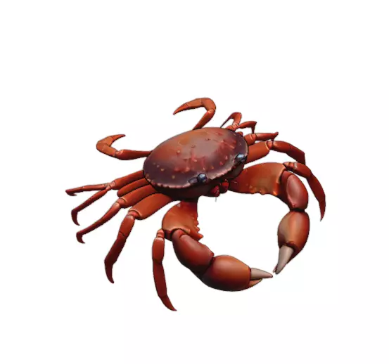 Realistic Detailed Red Marine Crab 3D print model