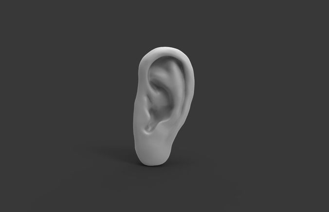 Human Ear Free 3D model