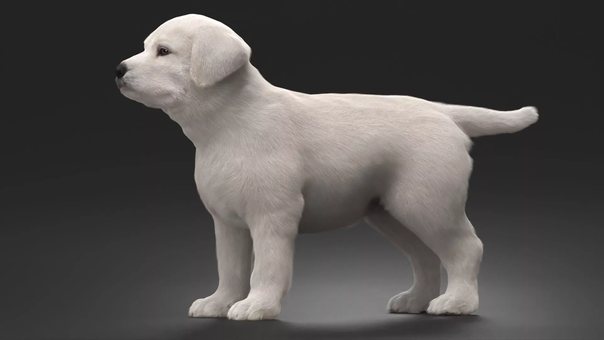 White Labrador Retriever Puppy Fur for Maya 3D model
