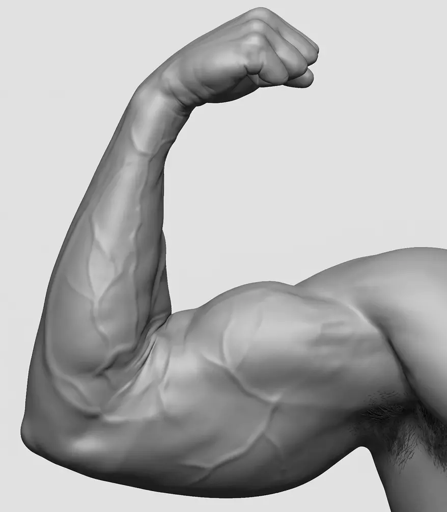 Muscular male arm - 3D model 3D print model