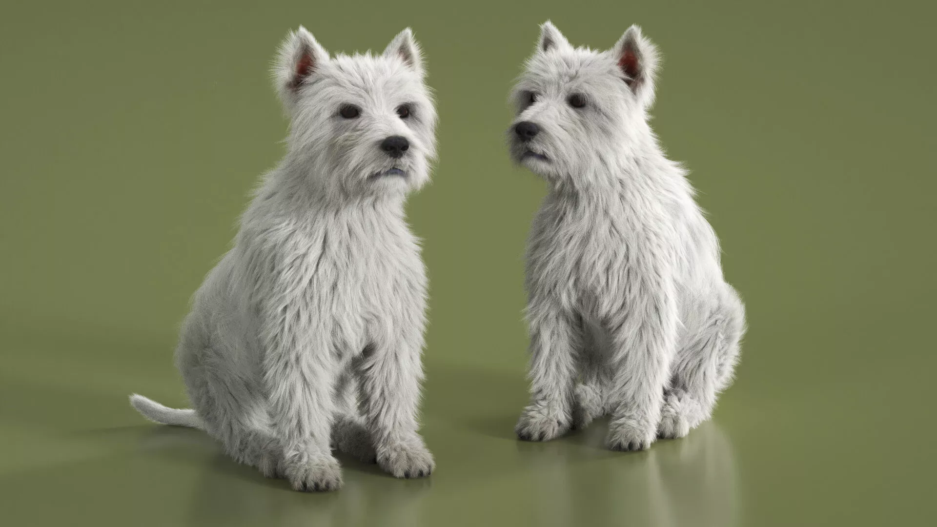 West Highland White Terrier Fur Rigged for Maya 3D model