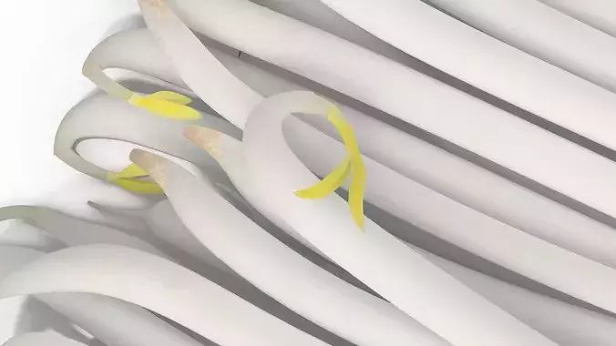 Fresh White Bean Sprouts 3D model 6