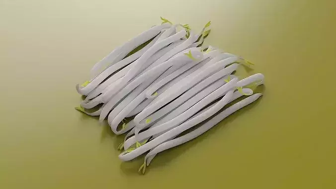 Fresh White Bean Sprouts 3D model 4