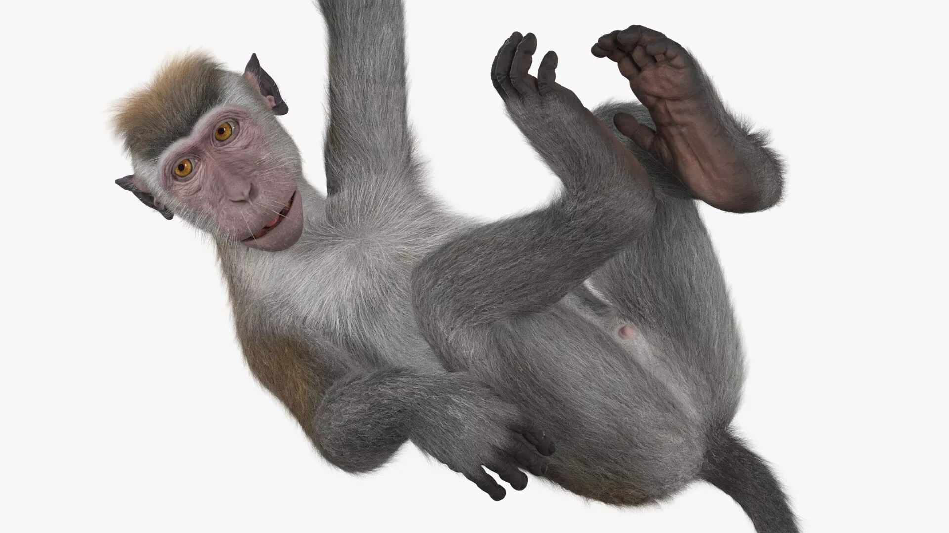 Hanging Rhesus Macaque Monkey Gray Fur 3D model