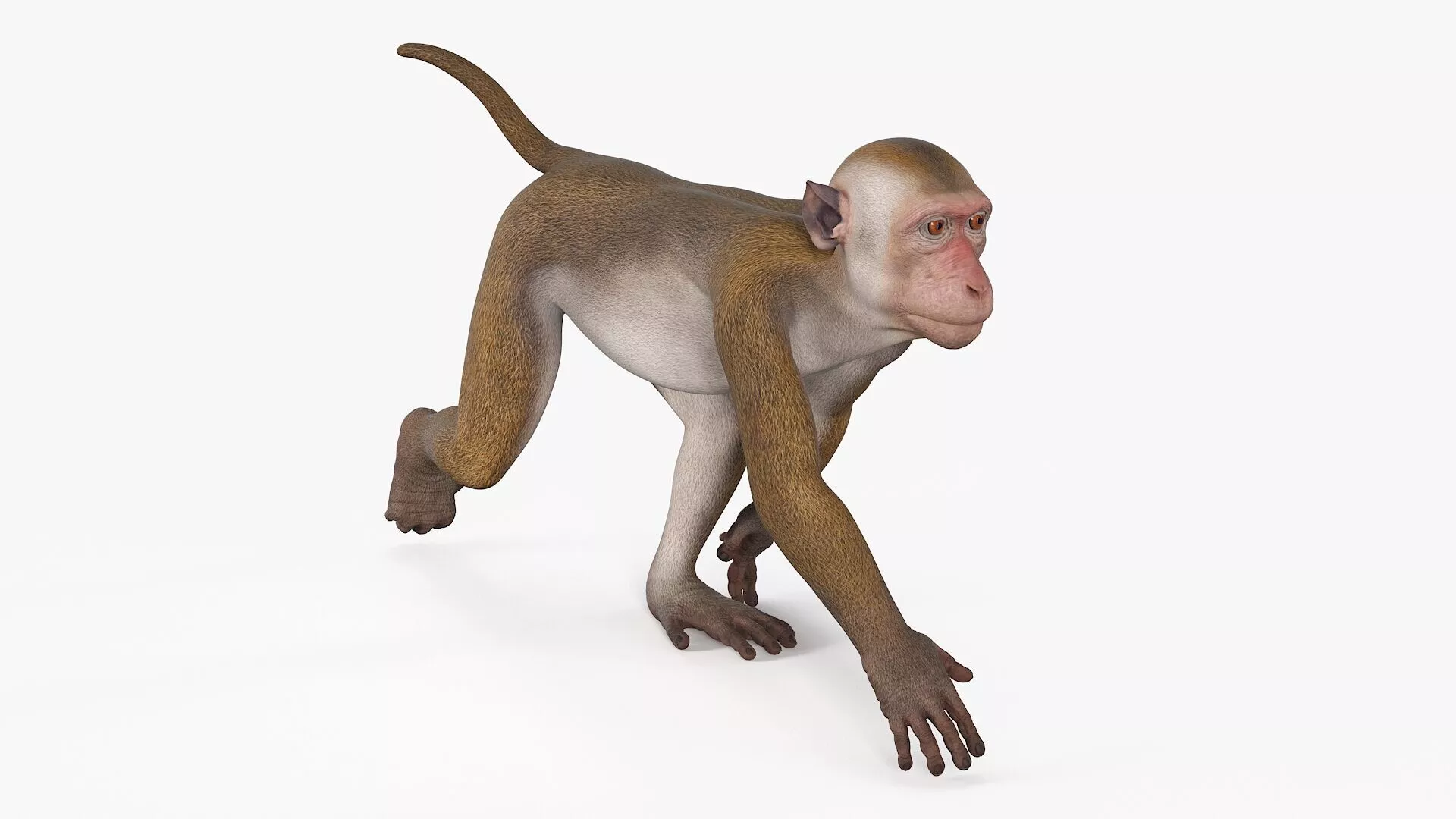 Wild Rhesus Monkey Light Brown Rigged 3D model