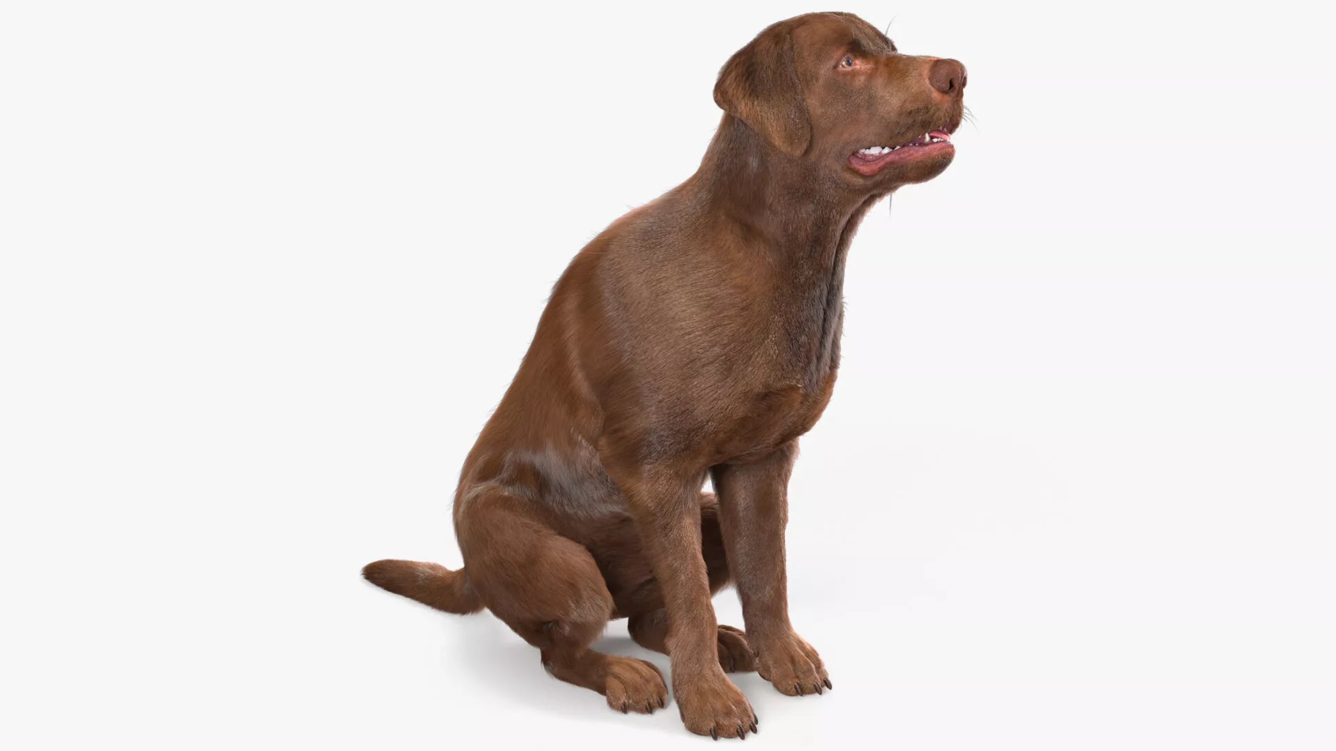 Brown Labrador Dog Begging Pose Fur Animated Rigged 3D model