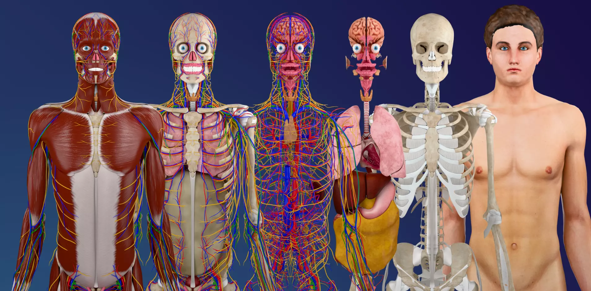 Complete Human Male Anatomy 3D model