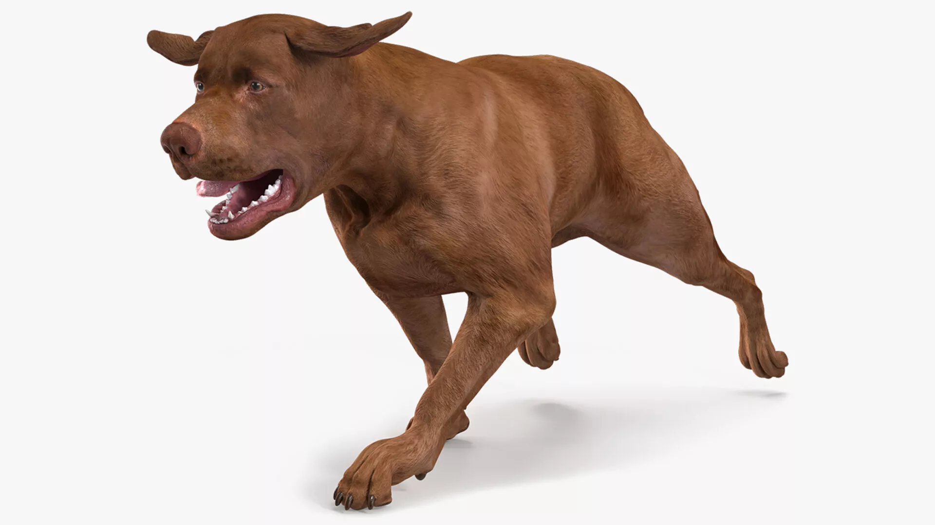 Running Brown Retriever Dog Animated Rigged 3D model