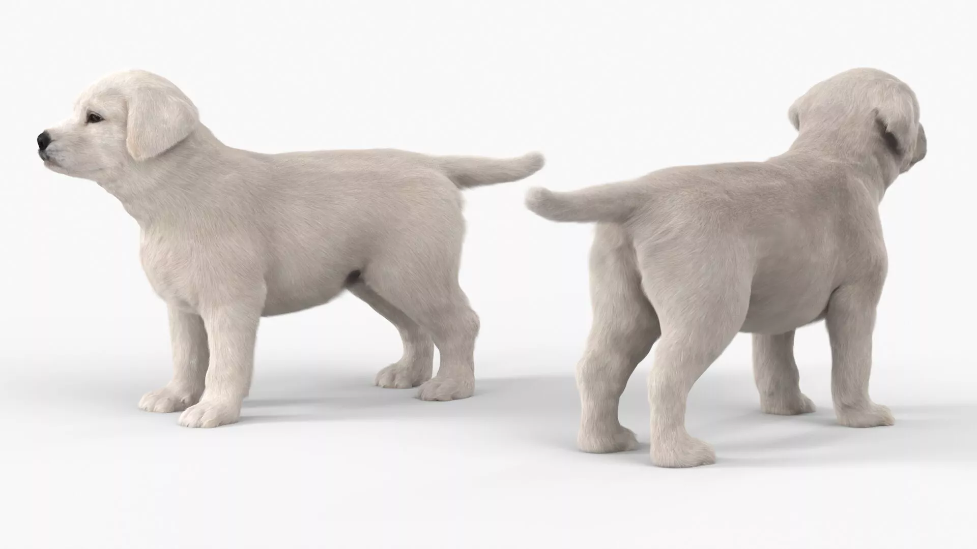 White Labrador Retriever Puppy Fur for Cinema 4D 3D model