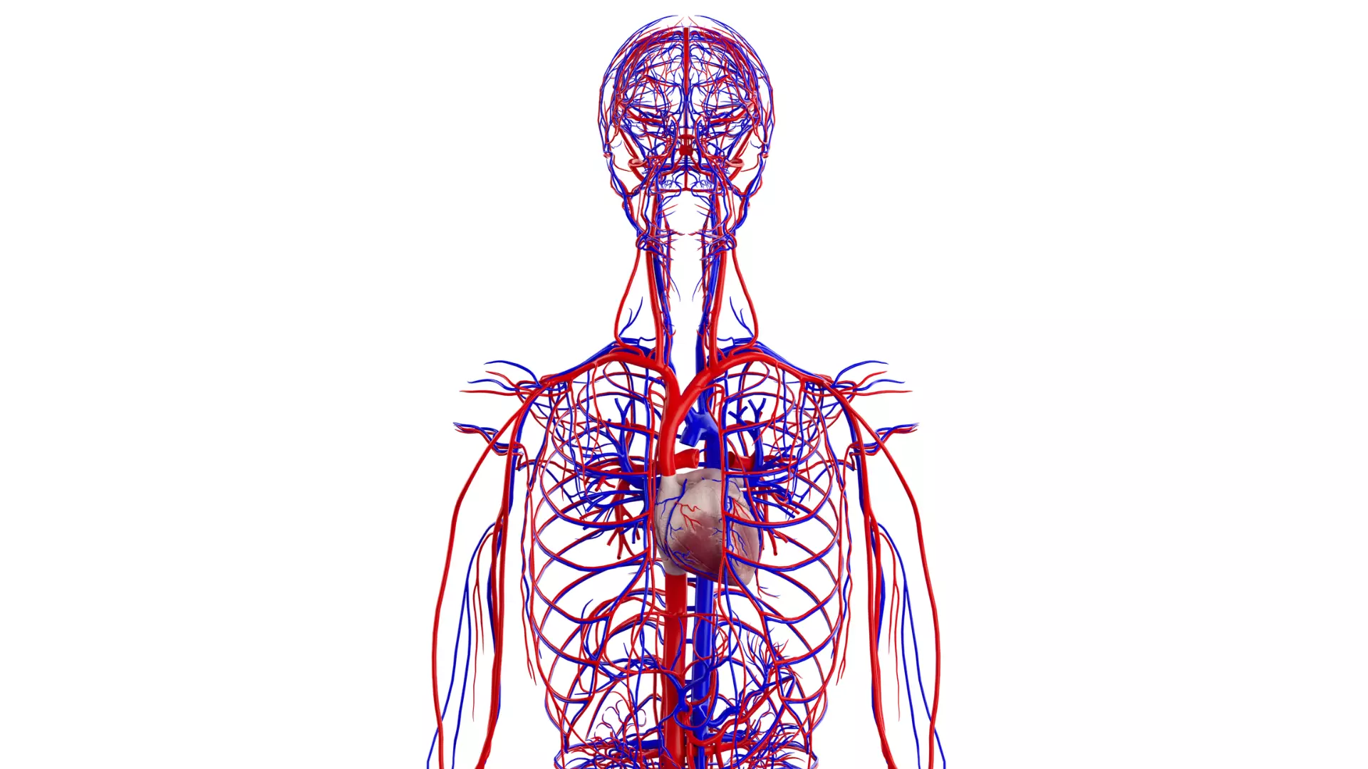 Human Cardiovascular System 3D model