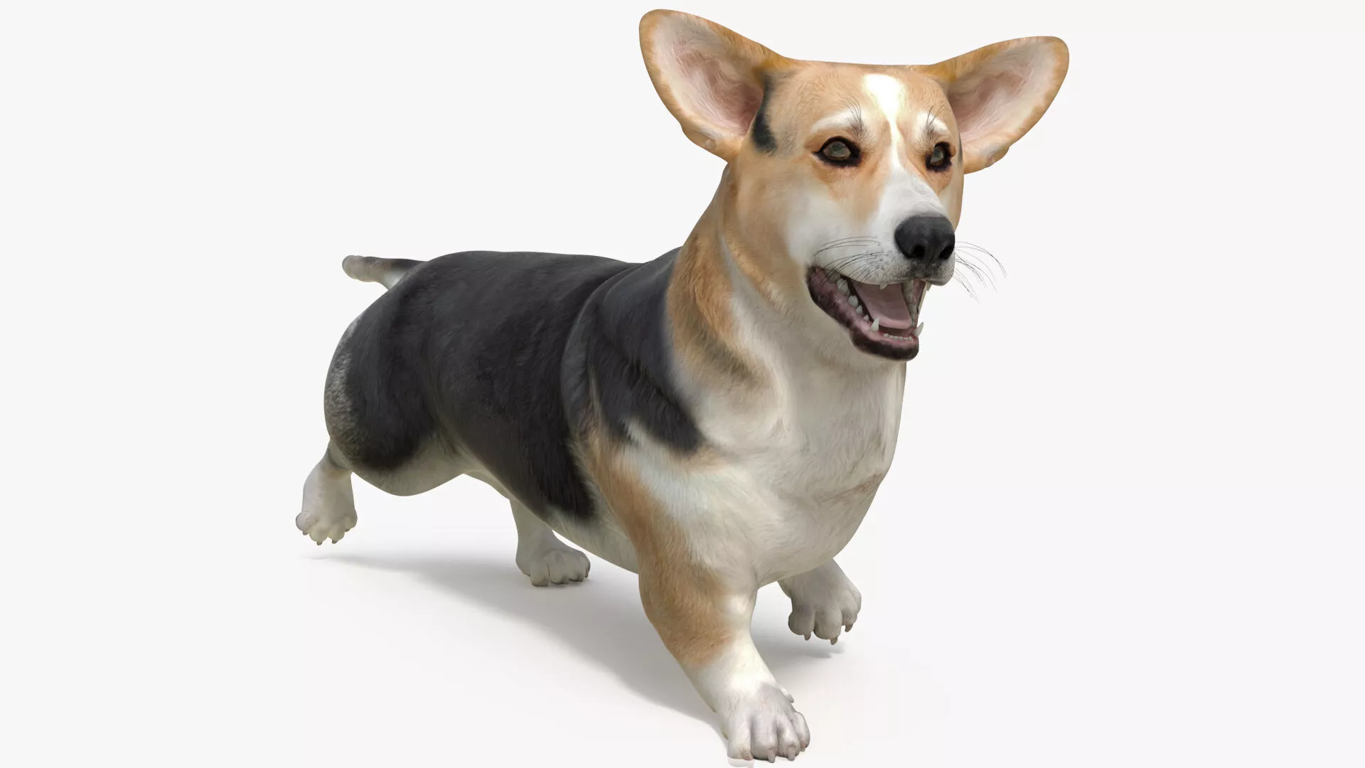 Dog Welsh Corgi Pembroke Tricolor Rigged for Maya 3D model