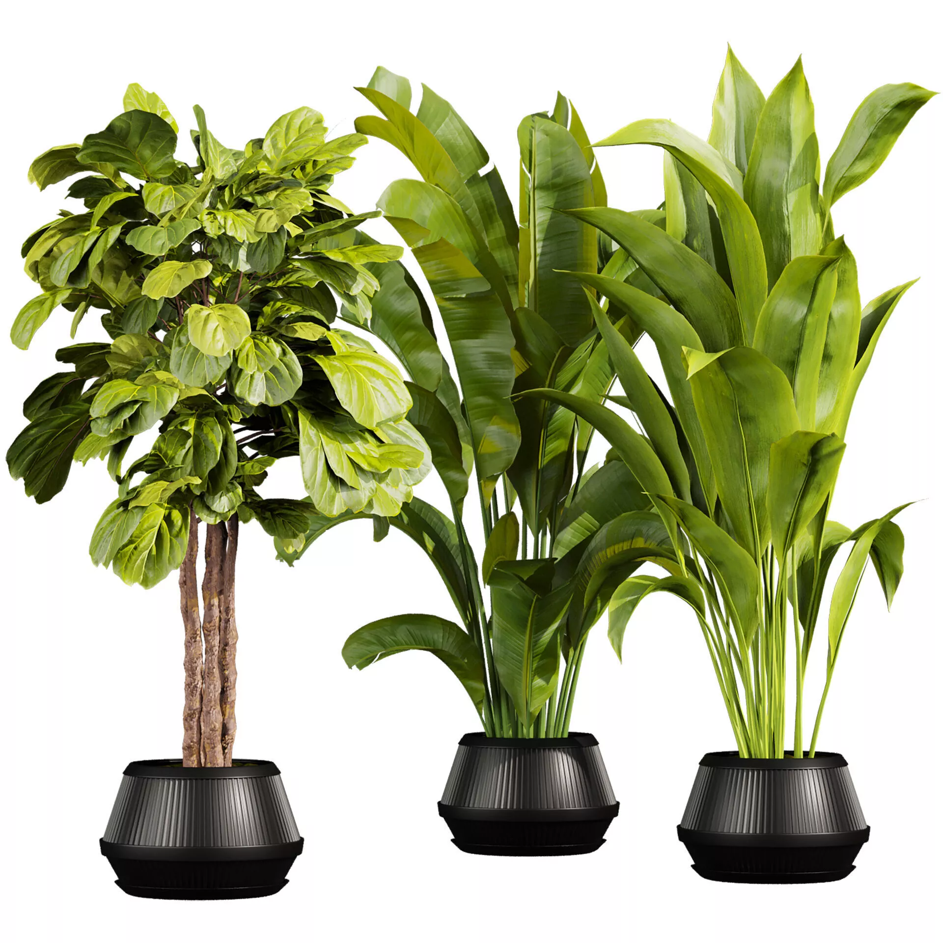 plant vol 895 - indoor - fiddle - banana 3D model