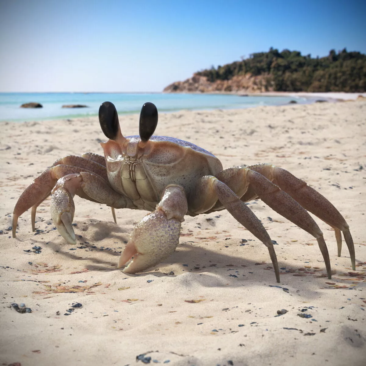 Atlantic Beach Crab Pink Beige Rigged for Maya 3D model