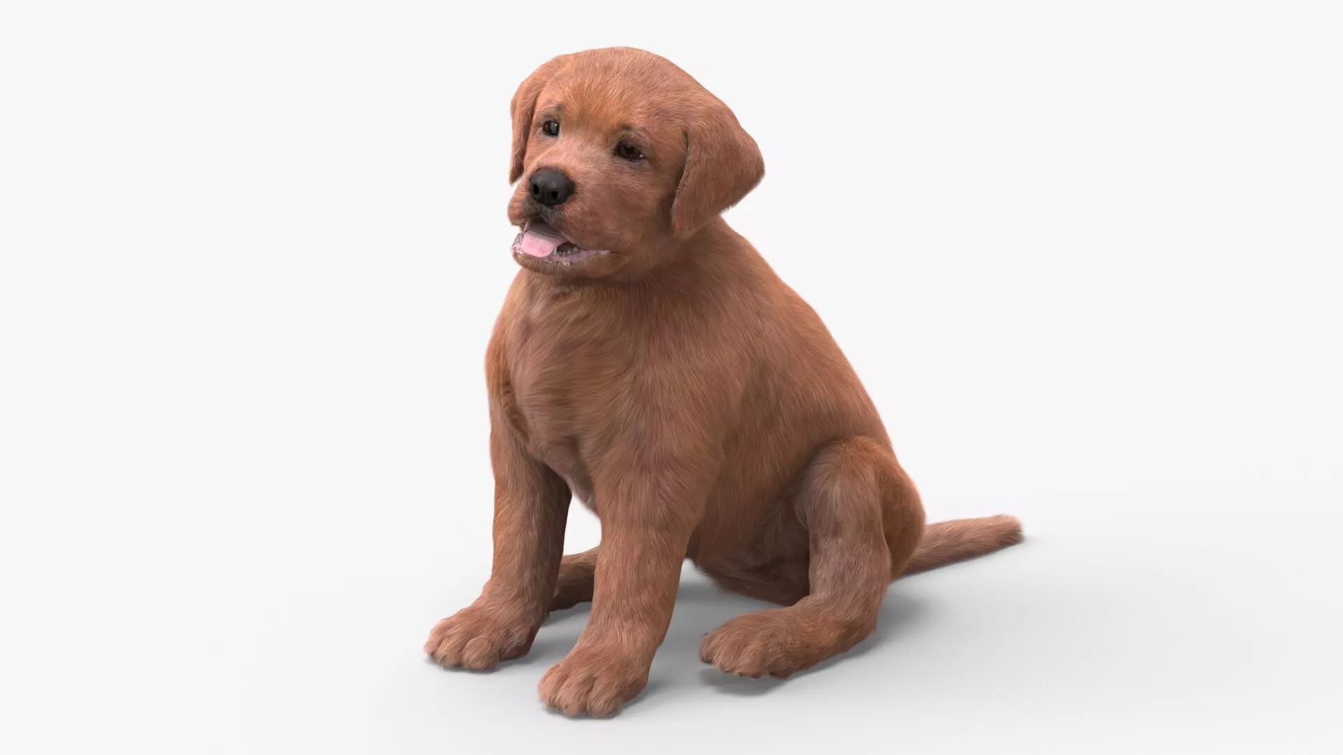 Brown Labrador Retriever Puppy Sitting Pose Fur for Cinema 4D 3D model