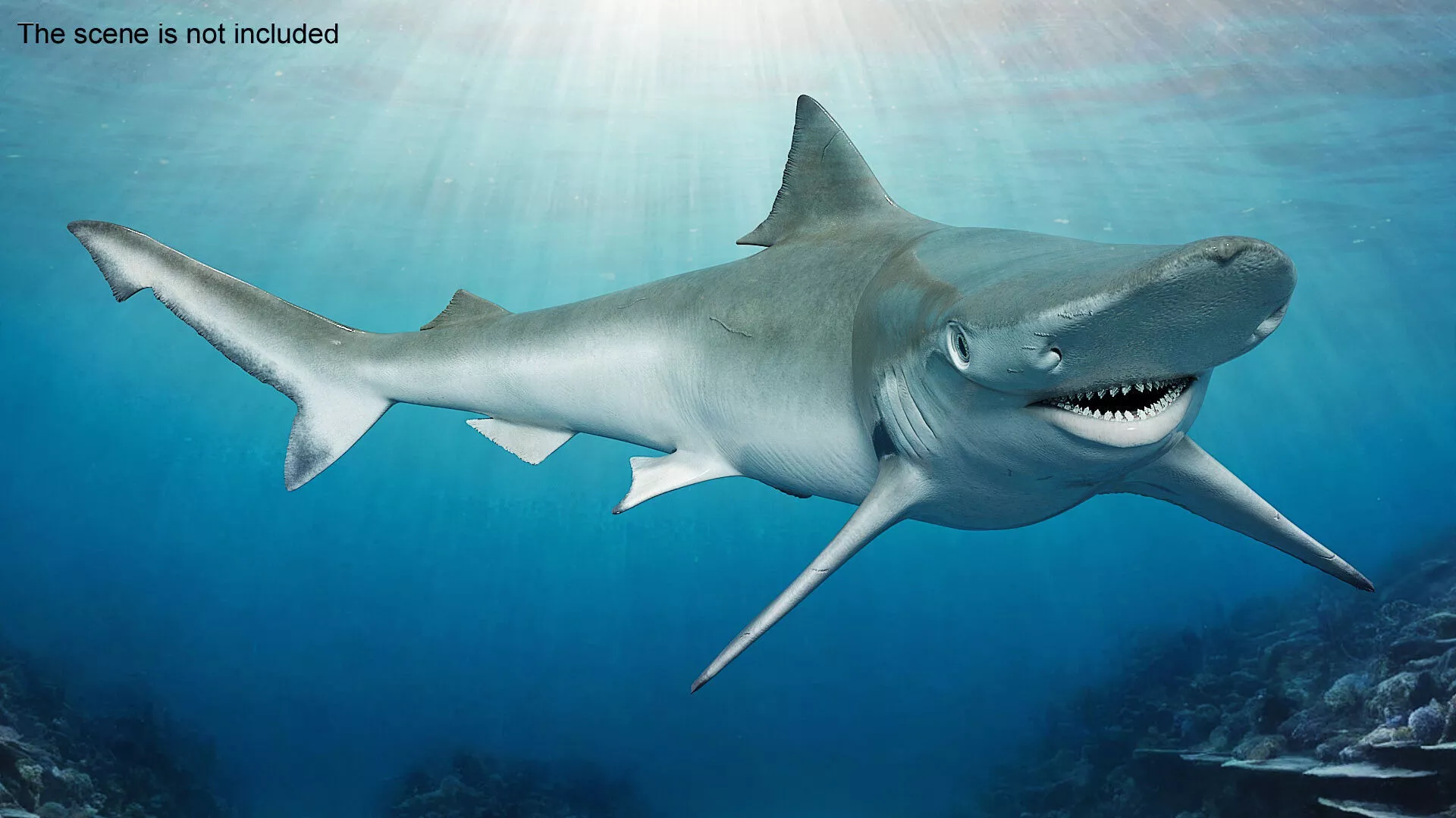 Realistic Spadenose Shark Rigged for Maya 3D model