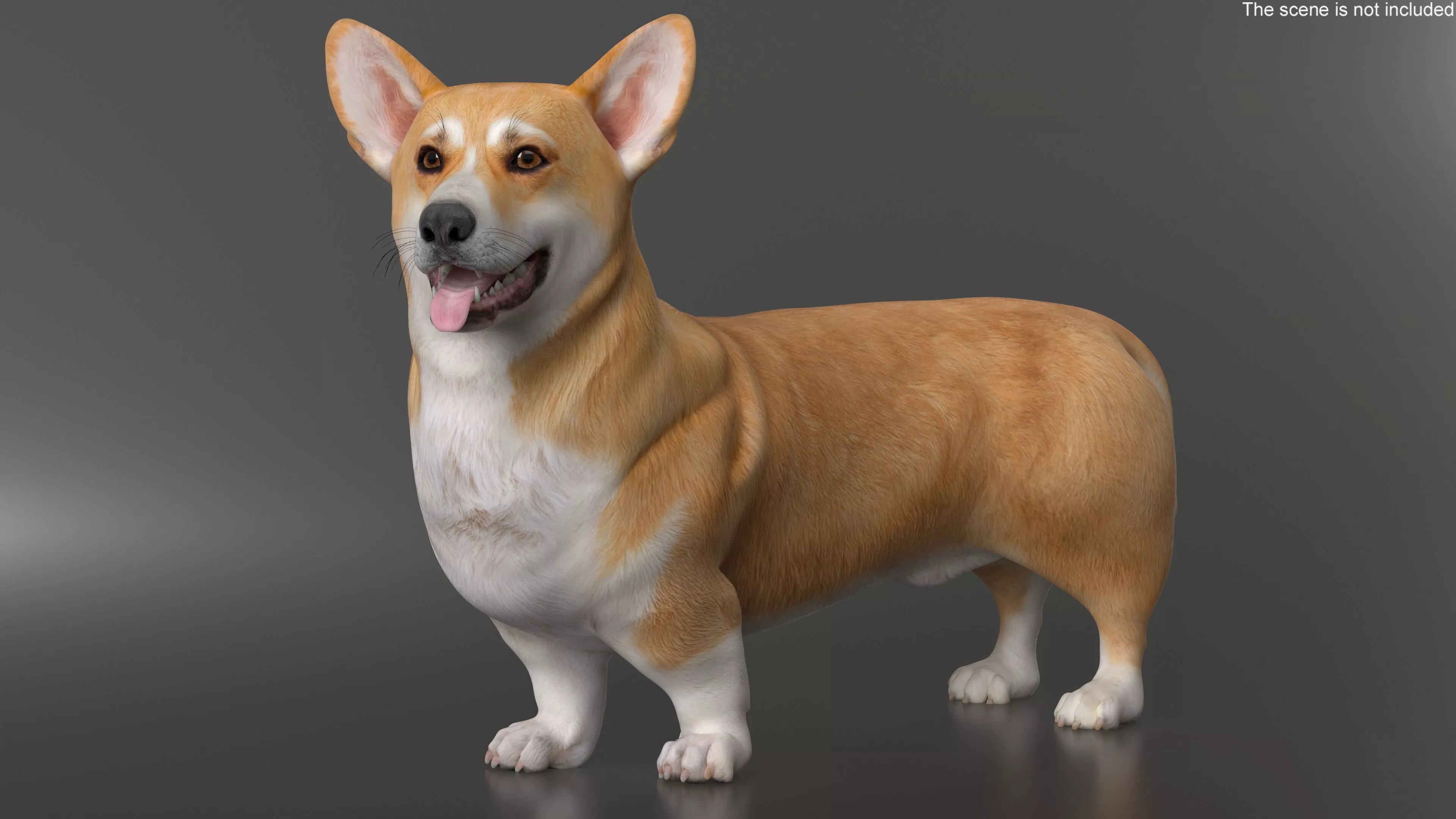 Dog Welsh Corgi Pembroke Rigged for Maya 3D model