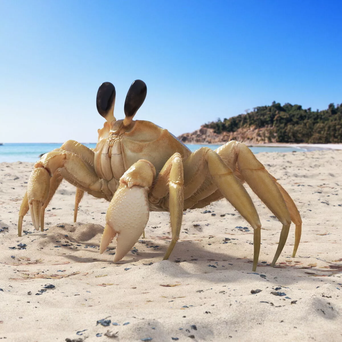 Shoreline Sand Crab Fur Rigged for Cinema 4D 3D model