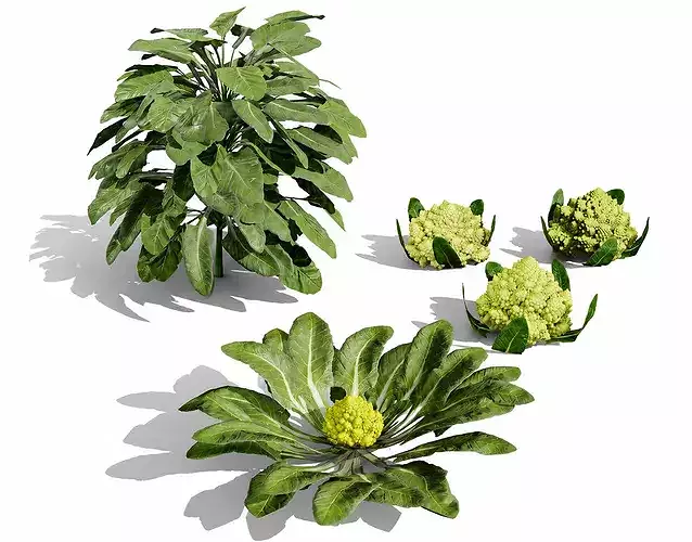 Romanesco vegetable plants Low-poly 3D model 2