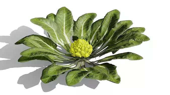 Romanesco vegetable plants Low-poly 3D model 3