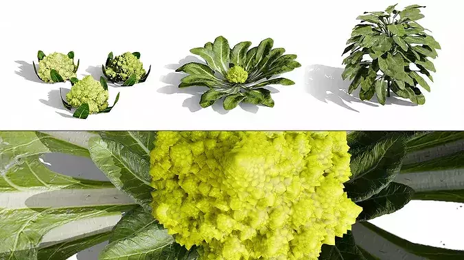 Romanesco vegetable plants Low-poly 3D model