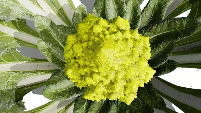 Romanesco vegetable plants Low-poly 3D model 4