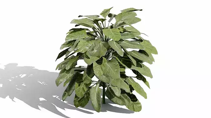 Romanesco vegetable plants Low-poly 3D model 5