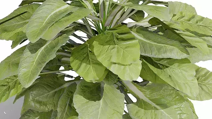 Romanesco vegetable plants Low-poly 3D model 6